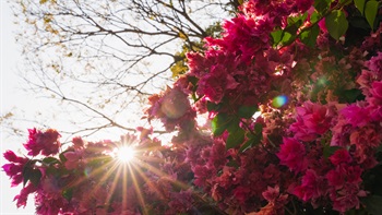 <em>Bougainvillea spectabilis</em>